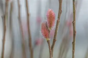Salix grac. 'Mount Aso' 80-100   C35 EXTRA
