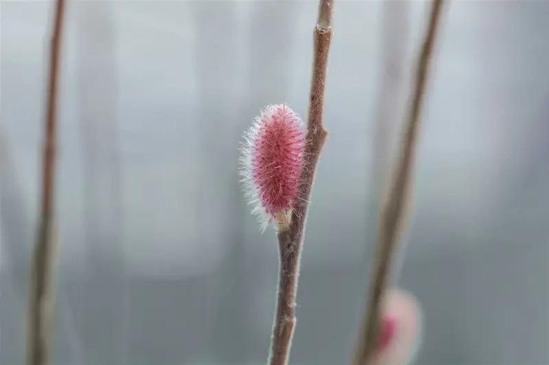 Salix grac. 'Mount Aso' 80-100   C35 EXTRA - afbeelding 3