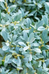 salix helvetica (25- 30cm) - afbeelding 2