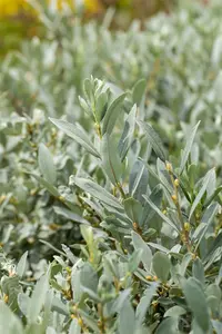 salix helvetica (25- 30cm) - afbeelding 4