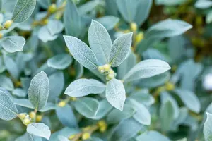 salix helvetica (25- 30cm) - afbeelding 3