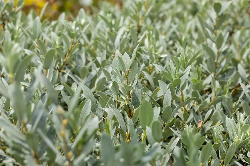 salix helvetica (25- 30cm) - afbeelding 5