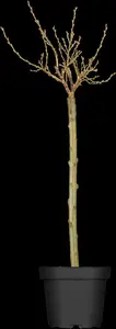 salix helvetica (25- 30cm) - afbeelding 5