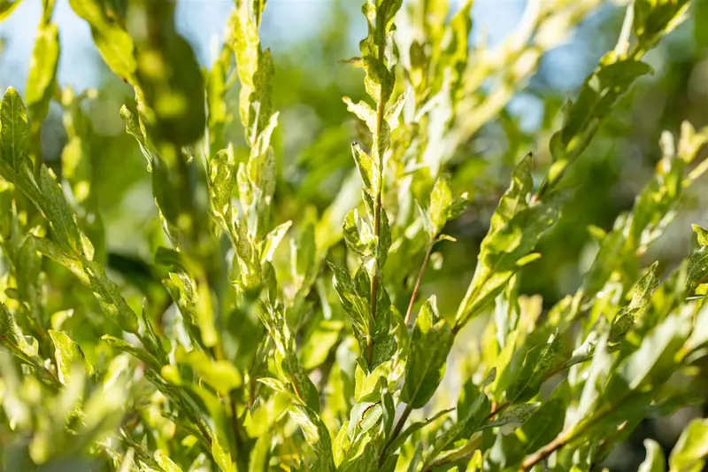 Salix integra 'Hakuro Nishiki' 60- 80   C10 - afbeelding 5