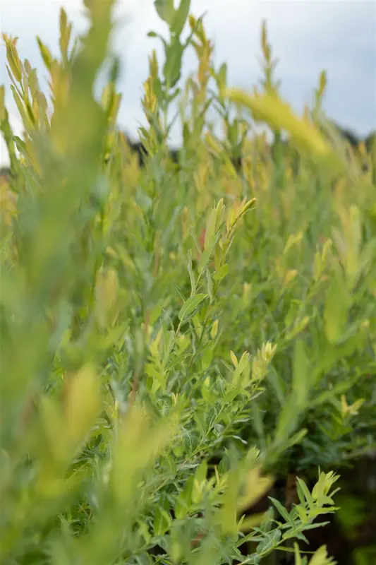 Salix purpurea 60- 80 C2 - afbeelding 1