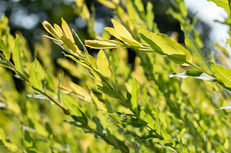 Salix purpurea 60- 80 C2 - afbeelding 3