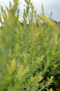 salix purpurea (60- 90cm) - afbeelding 4
