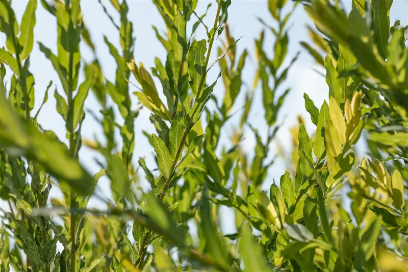 salix purpurea (60- 90cm) - afbeelding 2