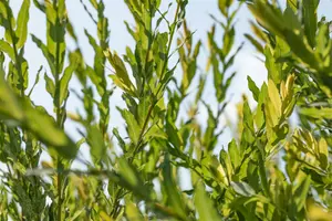 salix purpurea (60- 90cm) - afbeelding 2
