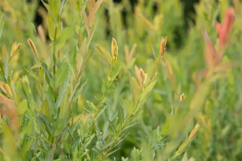 salix purpurea (60- 90cm) - afbeelding 4