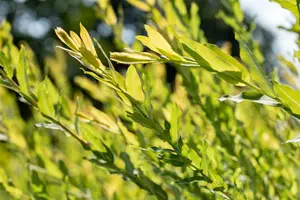 salix purpurea (60- 90cm) BW - afbeelding 3