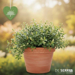 Salix repens  (40- 60)