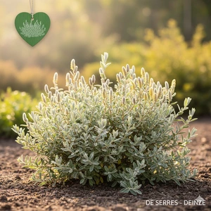 Salix repens C (50- 60)