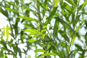 Salix triandra 60- 80   C2