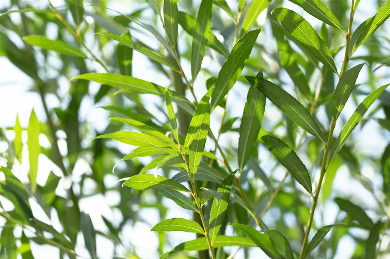 salix triandra (60- 90cm)