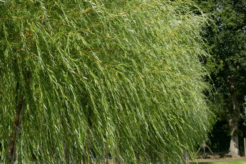 salix viminalis (60- 80cm) - afbeelding 1