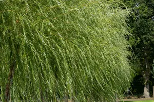 salix viminalis (60- 80cm) - afbeelding 2
