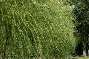 Salix viminalis 90-120   BW - afbeelding 1