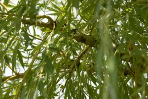 Salix viminalis 90-120   BW - afbeelding 2