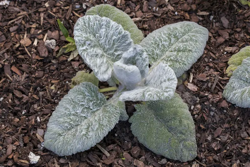 Salvia argentea C2 - afbeelding 1