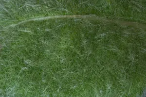 Salvia argentea C2 - afbeelding 2