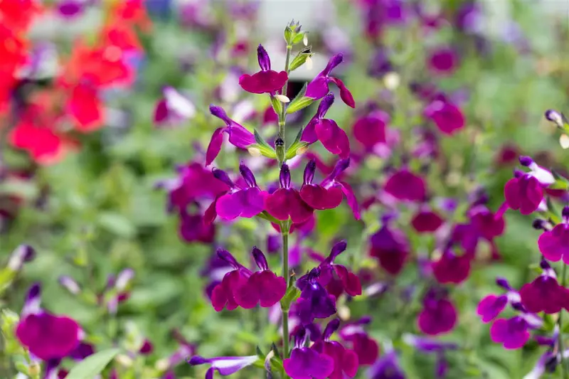 Salvia greggii 'Amethyst Lips' C5 - afbeelding 1