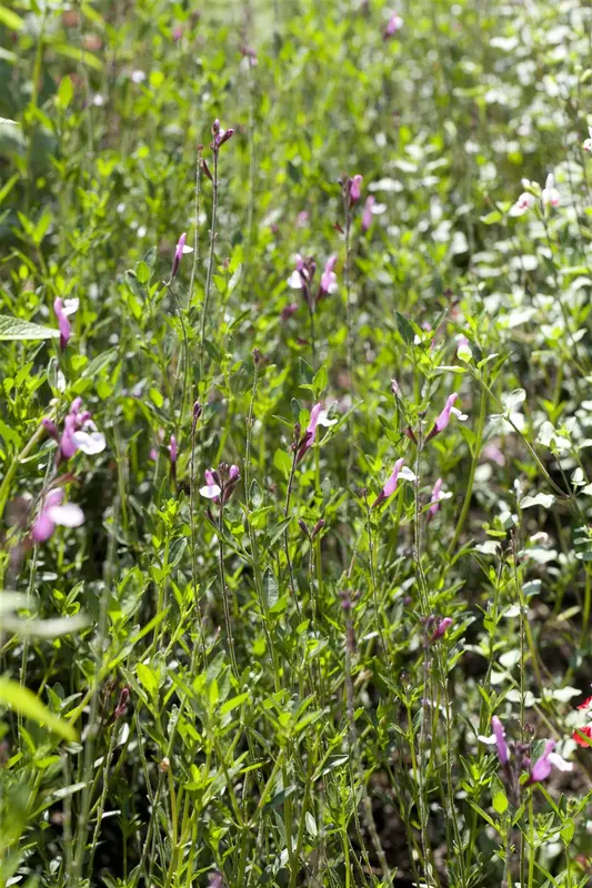 Salvia greggii 'Flower Child' P9 - afbeelding 1
