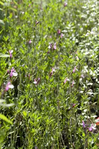 Salvia greggii 'Flower Child' P9 - afbeelding 1