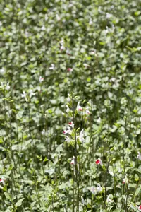 Salvia greggii 'Flower Child' P9 - afbeelding 3