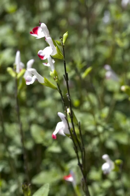 Salvia greggii 'Flower Child' P9 - afbeelding 4