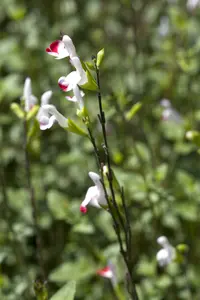 Salvia greggii 'Flower Child' P9 - afbeelding 4
