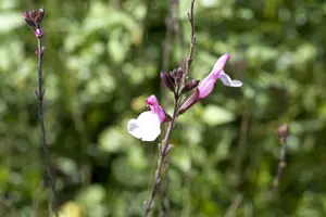 Salvia greggii 'Flower Child' P9 - afbeelding 2