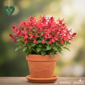 Salvia greggii 'Lipstick' P9