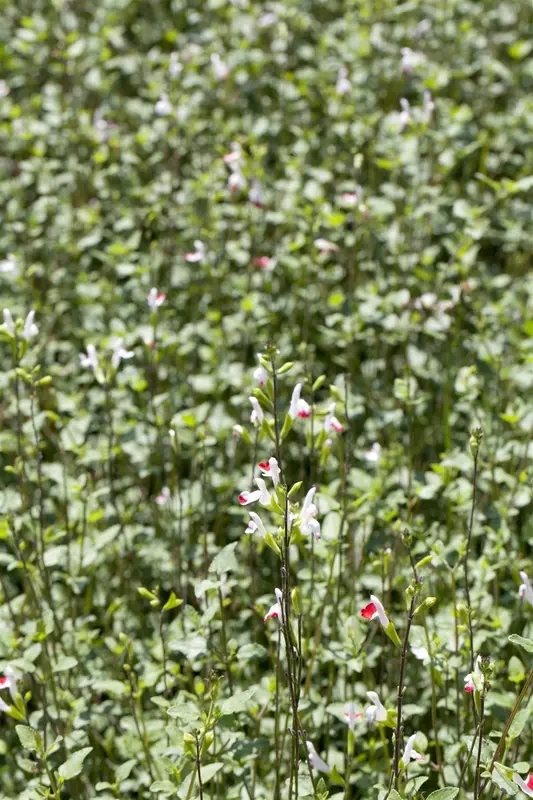 Salvia greggii 'Oriental Dove' P9 - afbeelding 3