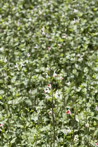 Salvia greggii 'Oriental Dove' P9 - afbeelding 3
