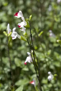 Salvia greggii 'Oriental Dove' P9 - afbeelding 4