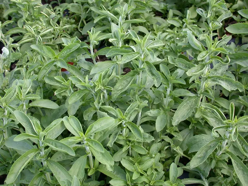 Salvia greggii 'Oriental Dove' P9 - afbeelding 5