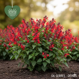 Salvia greggii 'Royal Bumble' C3