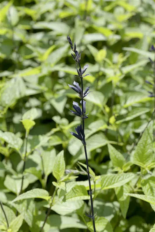 Salvia guar. 'Purple & Bloom' P9 - afbeelding 2