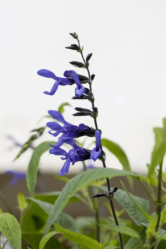 Salvia guar. 'Purple & Bloom' P9 - afbeelding 4