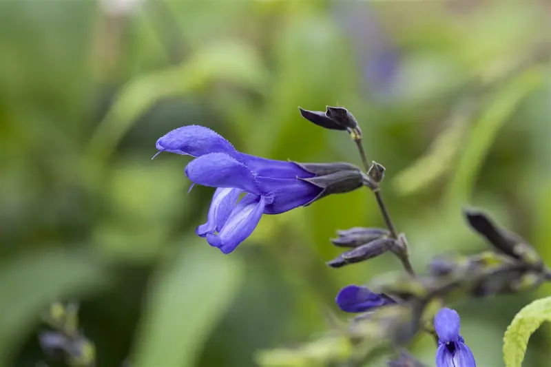 Salvia guar. 'Purple & Bloom' P9 - afbeelding 5