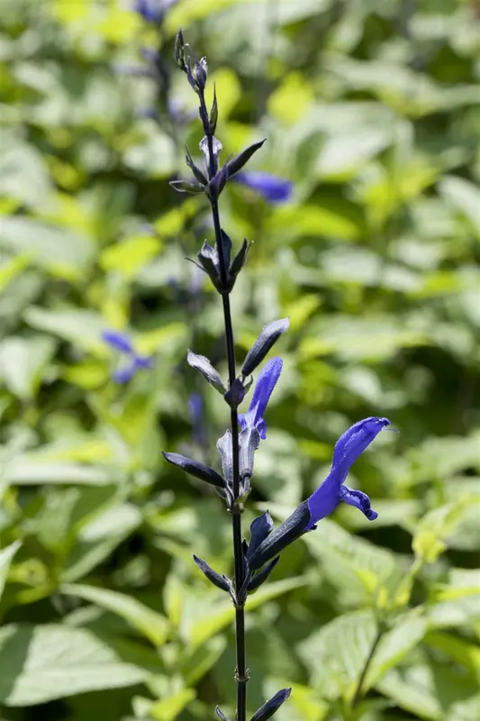 Salvia guaranitica 'Plum Crazy' P9 - afbeelding 1