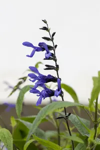 Salvia guaranitica 'Plum Crazy' P9 - afbeelding 4