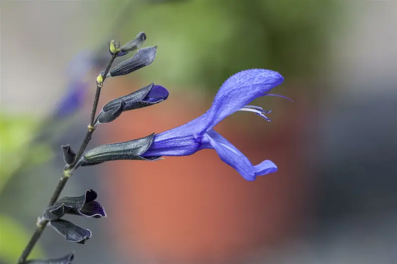 Salvia guaranitica 'Plum Crazy' P9 - afbeelding 3