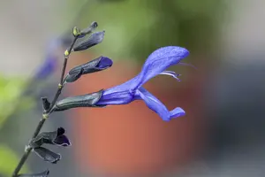 Salvia guaranitica 'Plum Crazy' P9 - afbeelding 3