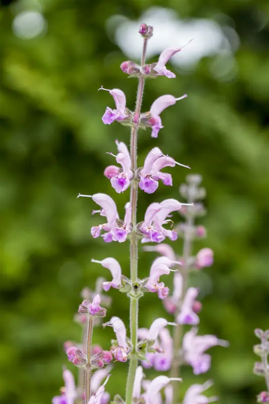 Salvia hybr. 'Eveline'® P9