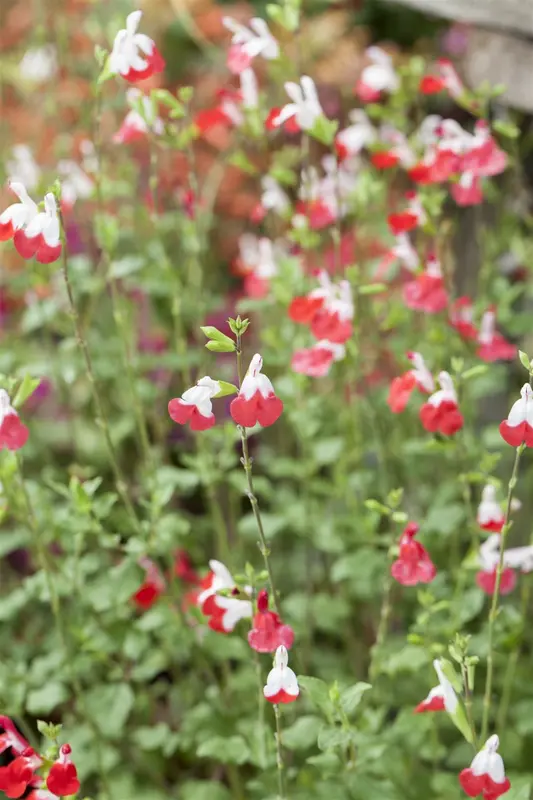 Salvia micr. 'Hot Lips' C5 - afbeelding 2