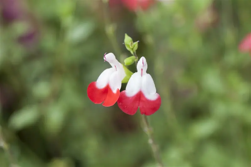 Salvia micr. 'Hot Lips' C5 - afbeelding 1