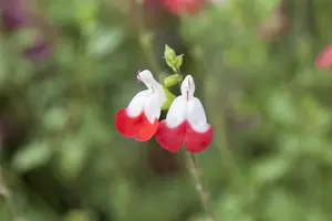Salvia micr. 'Hot Lips' C5 - afbeelding 1
