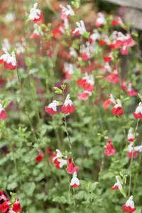 Salvia micr. 'Hot Lips' C7,5 - afbeelding 2